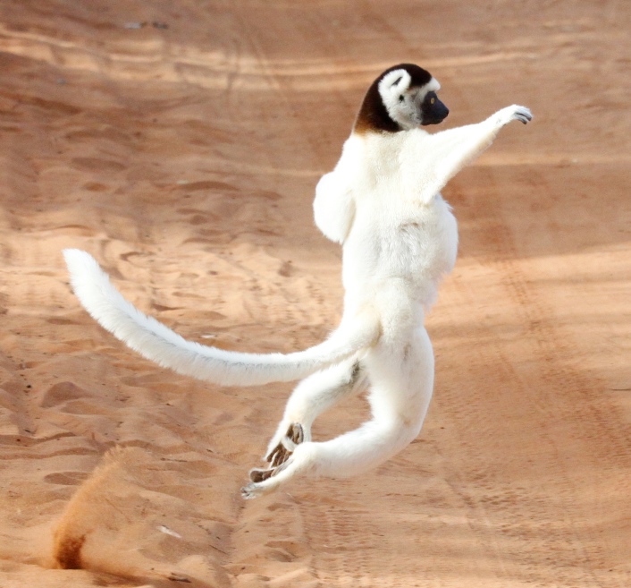 sifaka